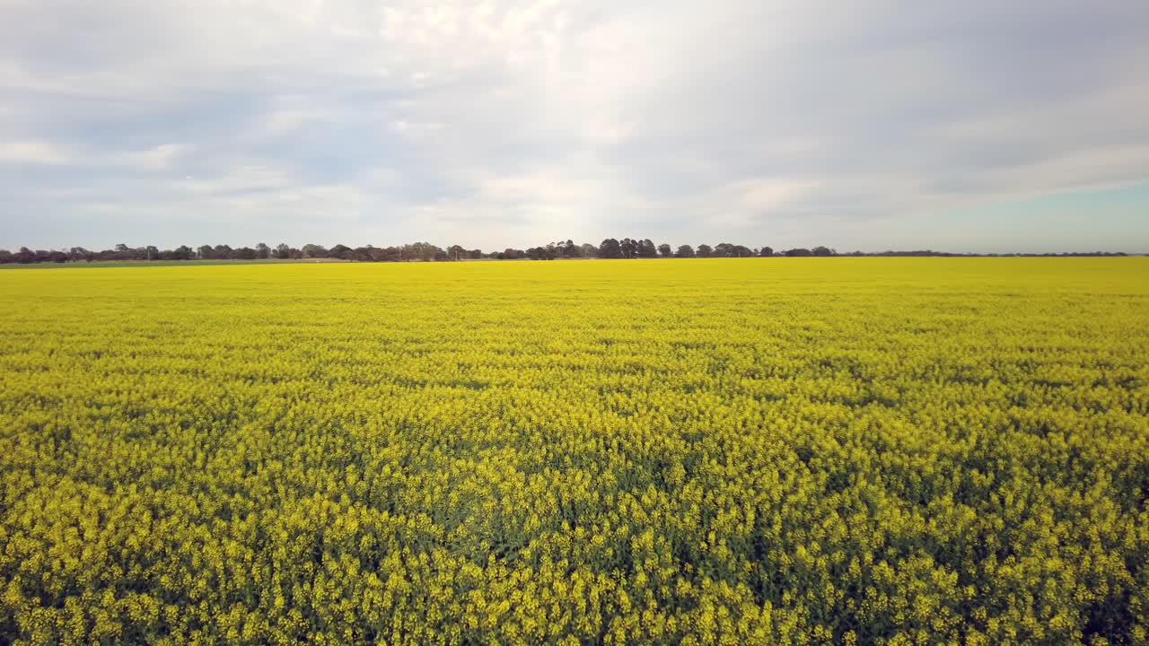 Ampia panoramica da sinistra a destra di un campo di colza in piena fioritura