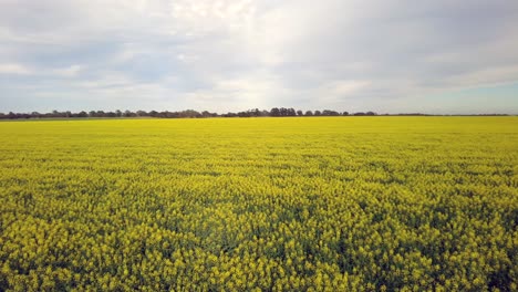 tiro de pan ancha de izquierda a derecha del campo de canola en plena floración
