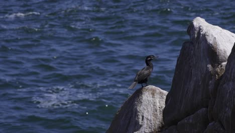 neotropic cormorant standing on the rock with wavy water in the background