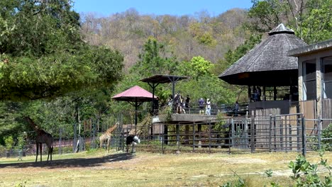 giraffes in a zoo with visitors