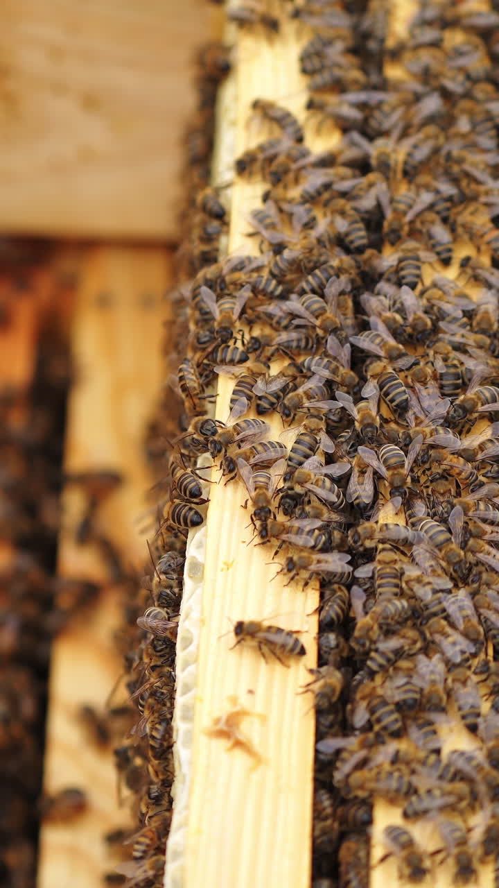 Big wooden box with small planks surrounded with many bees. Selective focus on hive. New apiary in green meadow. Vertical video