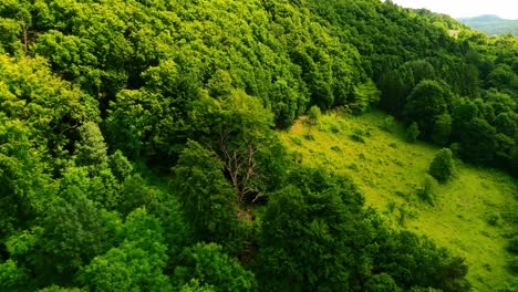 drone view of dense green forest transitioning into open meadow on a sunny summer day in natural landscape