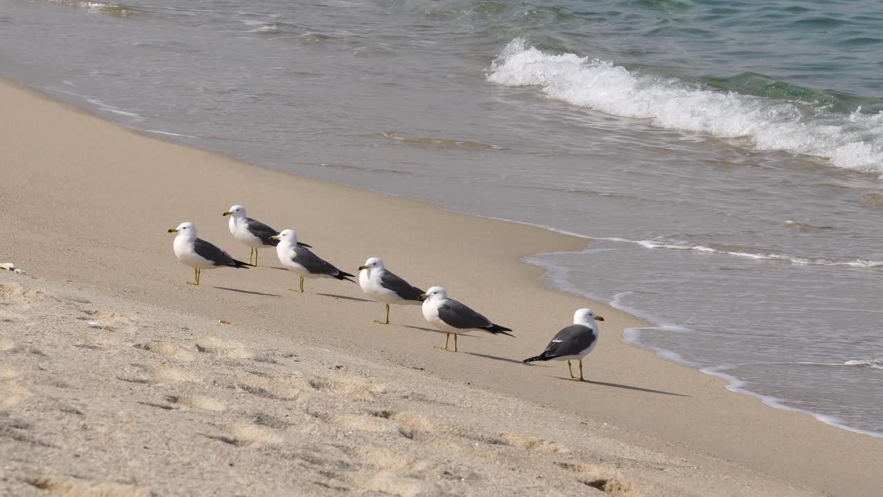 Ondas A Rebentar Com Gaivotas-De-Cauda-Preta Em Pé Na Margem Em Gangneung, Coreia Do Sul - estático, close-up
