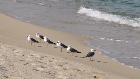 rompiendo olas con gaviotas de cola negra paradas en la orilla en gangneung, corea del sur - estática, de cerca