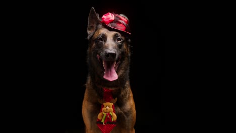 portrait of brown belgian shepherd dog with red little hat on black background. close-up of malinois bard breathing with tongue out. shooting domestic animal posing in costume, looking in camera