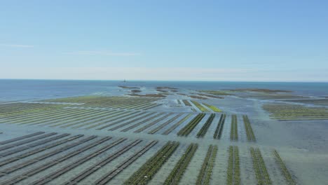 bird's eye view of vast oyster farm at english channel near brittany in france