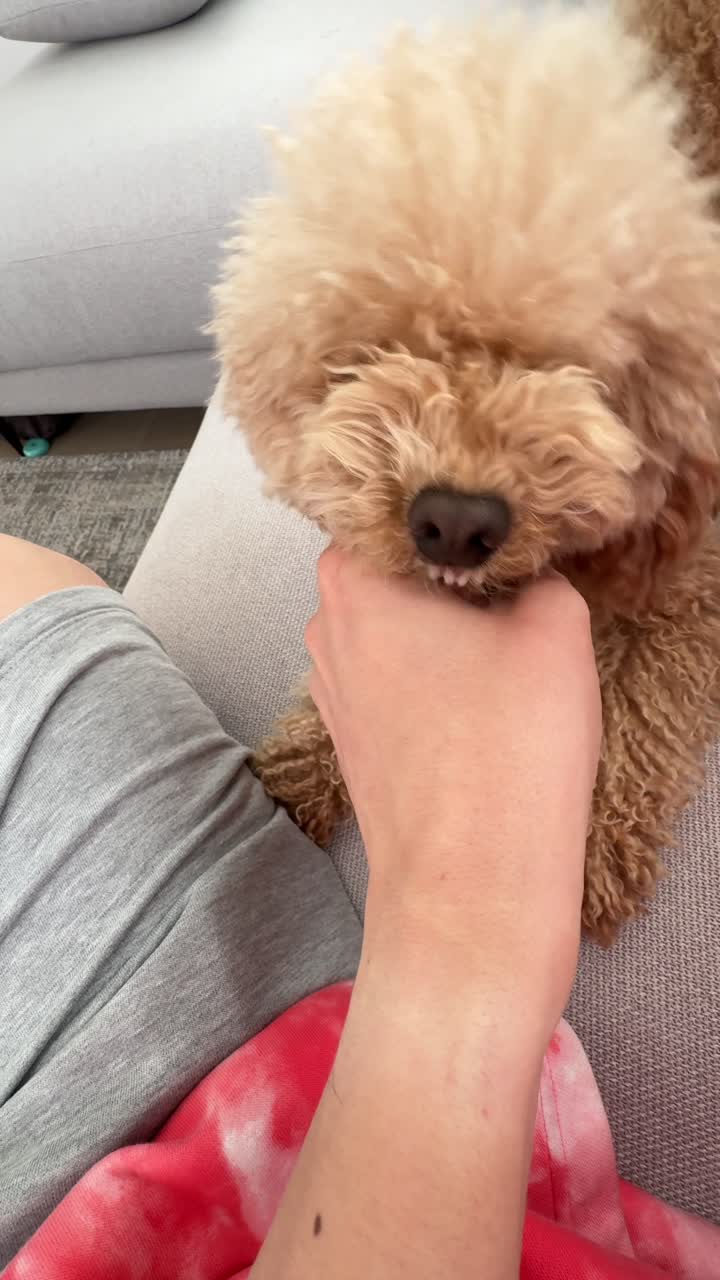 perro siendo acariciado en el sofá