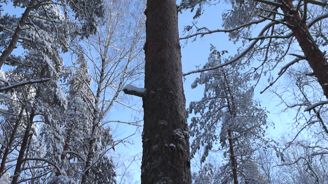 Large trees covered in winter snow during a sunny day in a forest while footage rises up slowly and reveals the blue sky and white fluffy snow covered pine branches up high above. Gorgeous footage.