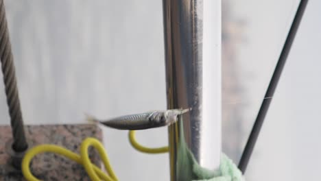 peces pequeños volando cerca de un poste de metal