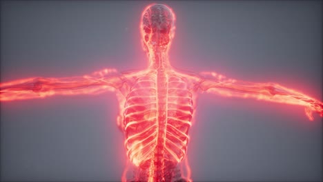 vasos sanguíneos del cuerpo humano