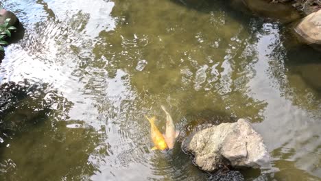 colorful koi fish glide through water by stones