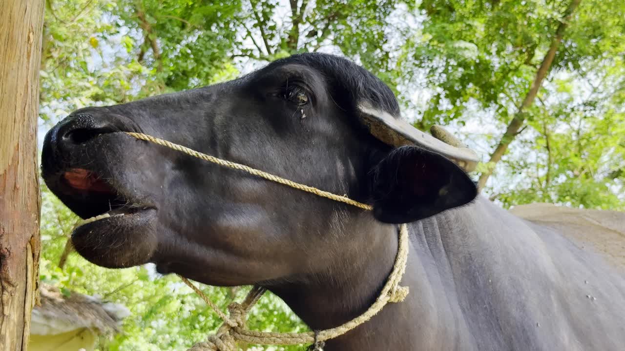 retrato de búfalo de agua