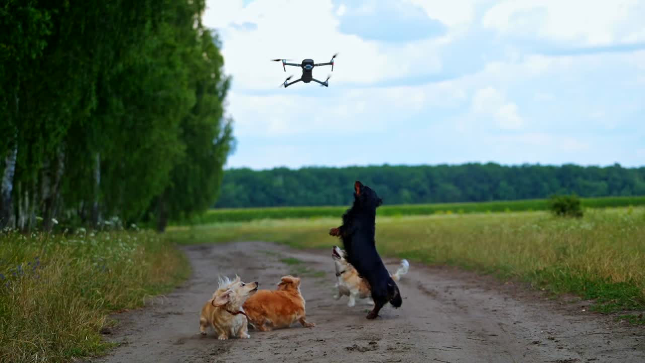 Dogs running and jumping. Dogs playfully jumping up to the drone