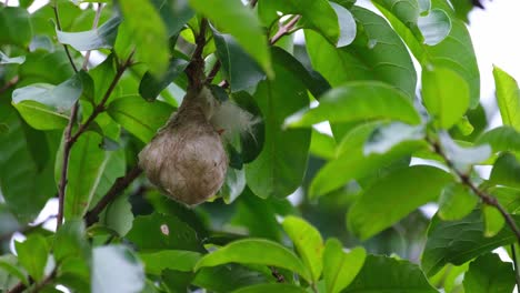 Beak-of-a-nestling-seen-at-the-entrance-of-the-nest-while-waiting-for-the-parents-to-come-and-feed,-Scarlet-backed-Flowerpecker-Dicaeum-cruentatum,-Thailand