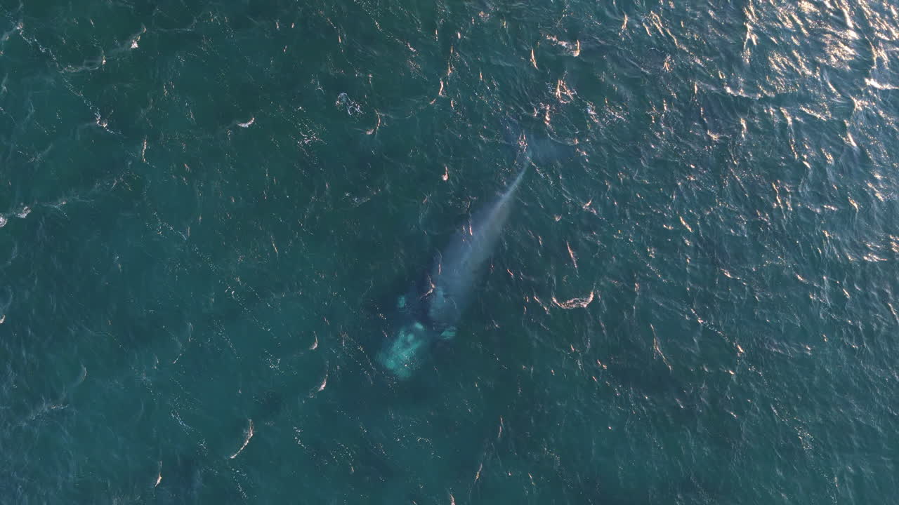 A southern right whale swimming in the ocean, aerial view
