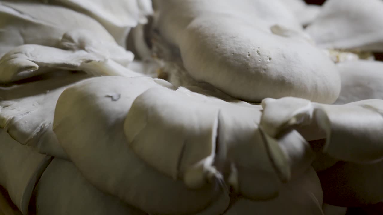 Close-up of Oyster Mushrooms