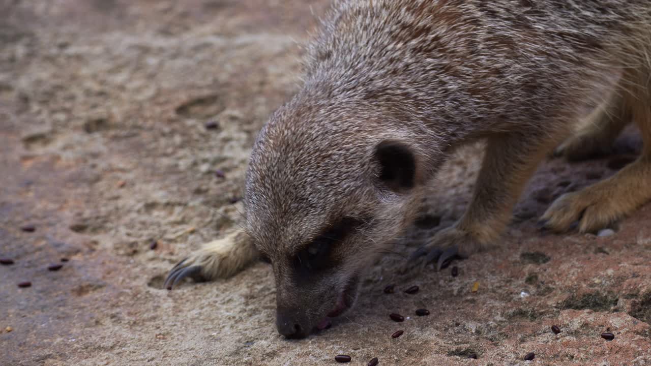 Primo piano di un suricato (Suricata suricatta) intento a cercare cibo sul terreno