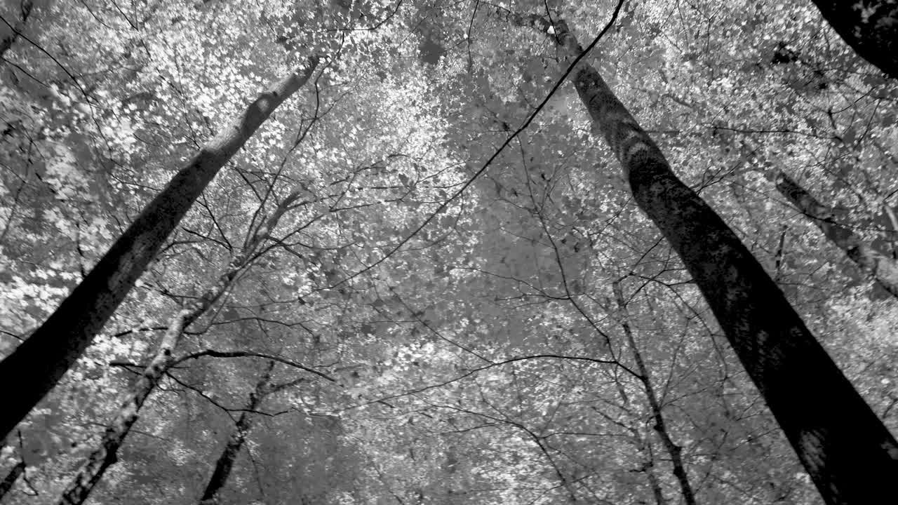 Monochrome View of Trees in a Forest