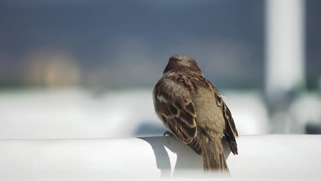 Close-up-of-small-and-cute-hungry-sparrow-yawning-while-scouting-for-food