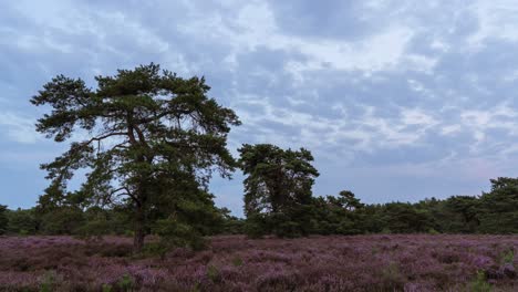 wide timelapse of light clouds moving over purple heathland with some pine trees during twilight