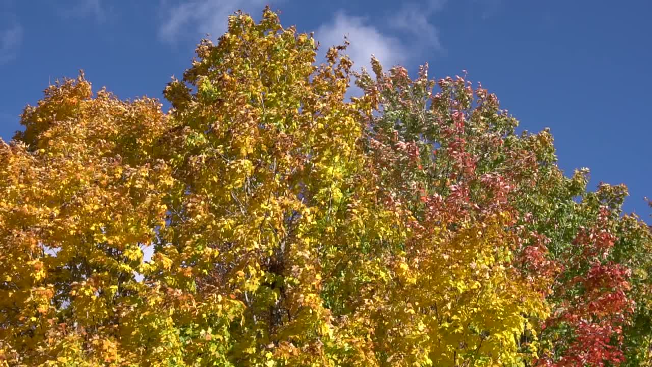 Beautiful Autum Colors in Ontario Canada