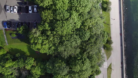 cars parked at the parking area and some people walking at the seaside boulevard with lush green trees in gdynia, poland