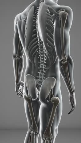 human spine anatomy and back pain