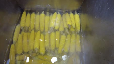 corn cobs being prepared
