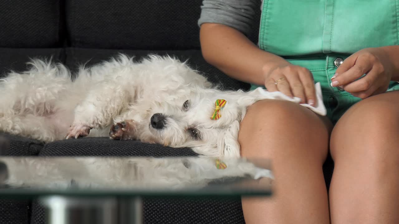 la mujer dueña de la mascota limpiando la oreja de un pequeño perro blanco