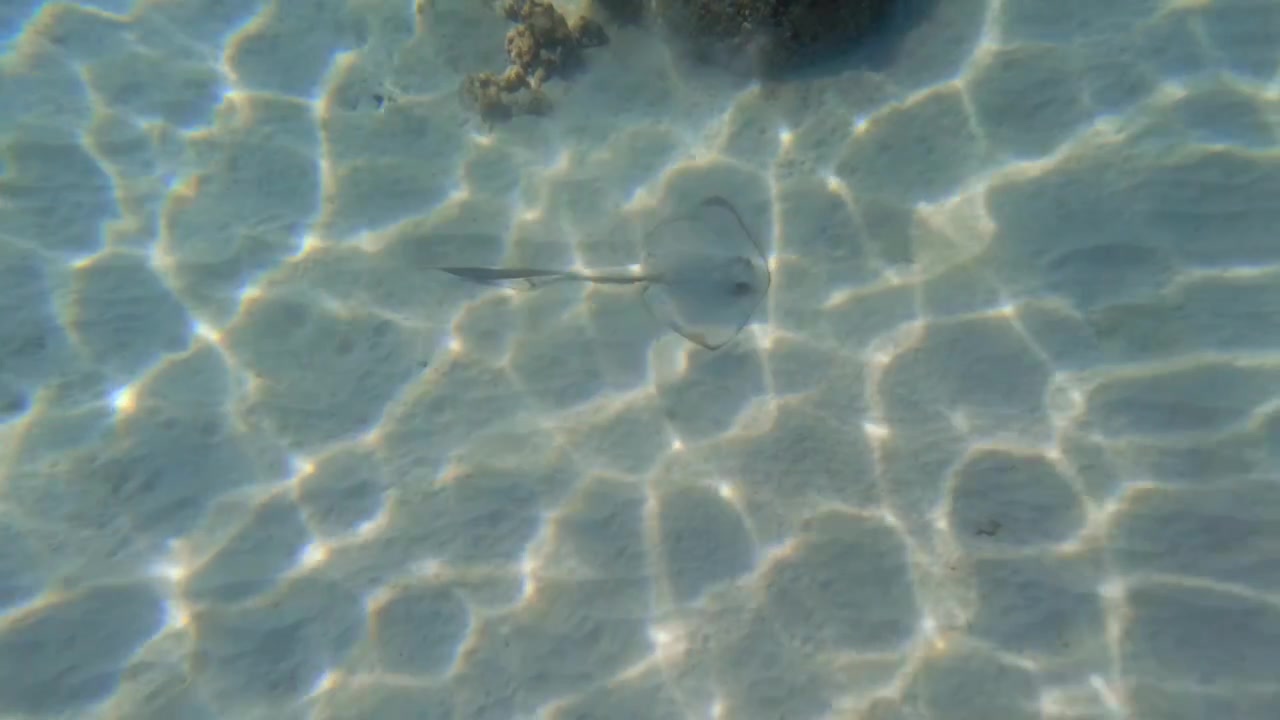 Filmagem subaquática captura uma arraia nadando graciosamente por um fundo arenoso em Sunset Beach, Mahe. As águas tropicais do Oceano Índico apresentam cáusticas solares vibrantes e ondulações de luz refletindo 001.