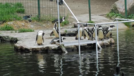 pato de pingüinos africanos en una plataforma de roca de la piscina en el zoológico