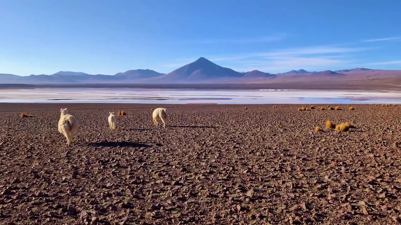 Hermosa toma de llamas blancas pastando en terreno negro con la Laguna Colorada y montañas de fondo