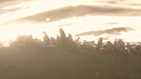 close-up of goose barnacles on a coastal surface at sunset