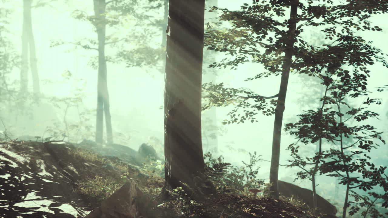 아침 안개 속 의 웅장 한 숲 의 파노라마 뷰