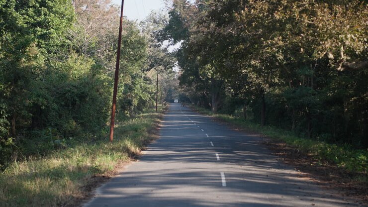 Una tigre passeggia lentamente su una strada forestale nel Jim Corbett Park, natura serena