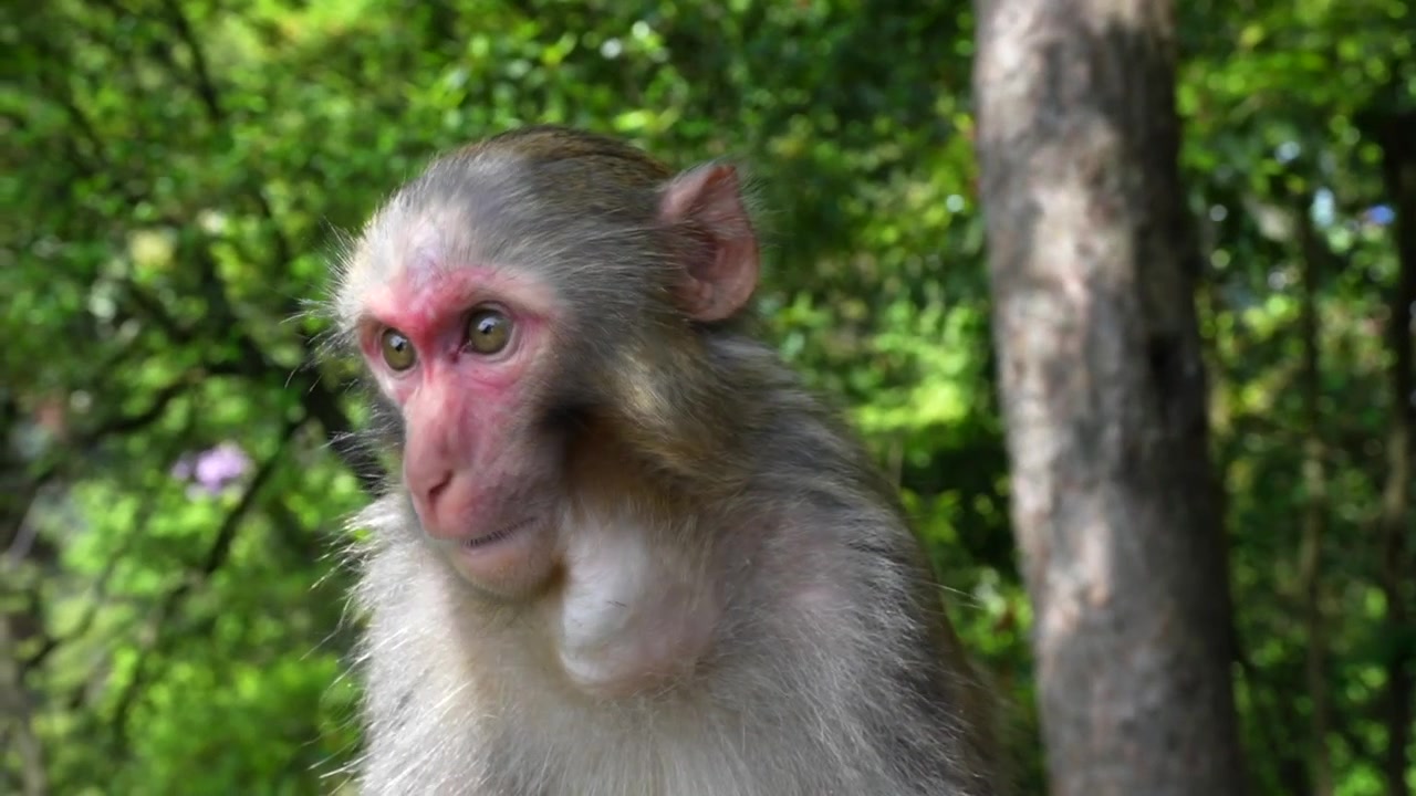 Rhesus makaak aap kijkt rond in een weelderig groen bos in Zhangjiajie Nationaal Bospark