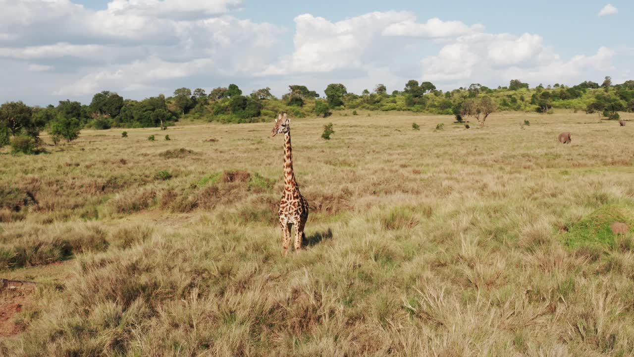 Masai Mara Aerial drone shot Orbitting Giraffe Wildlife Safari Animal and African Savanna Landscape Scenery in Beautiful Maasai Mara National Reserve Nature, Kenya in Amazing Masai Mara