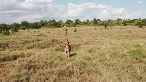 masai mara drone aéreo disparado orbitando jirafa vida silvestre safari animal y paisaje de sabana africana en la hermosa reserva nacional de masai mara naturaleza, kenia en la increíble masai mara