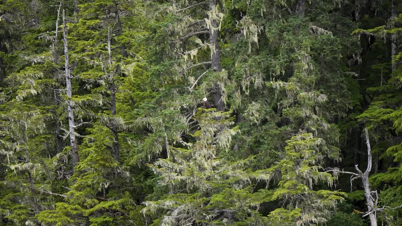 Bald eagle resting on a tree branch in Sitka, Alaska, United States of America.