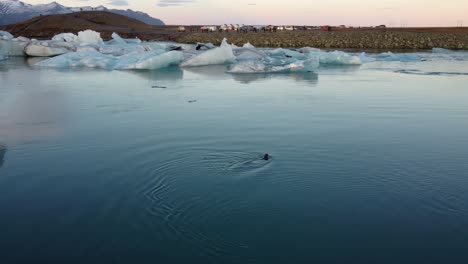 Robben-Schwimmen-Unter-Tiefblauen-Eisbergen-Jökulsarlon-Island