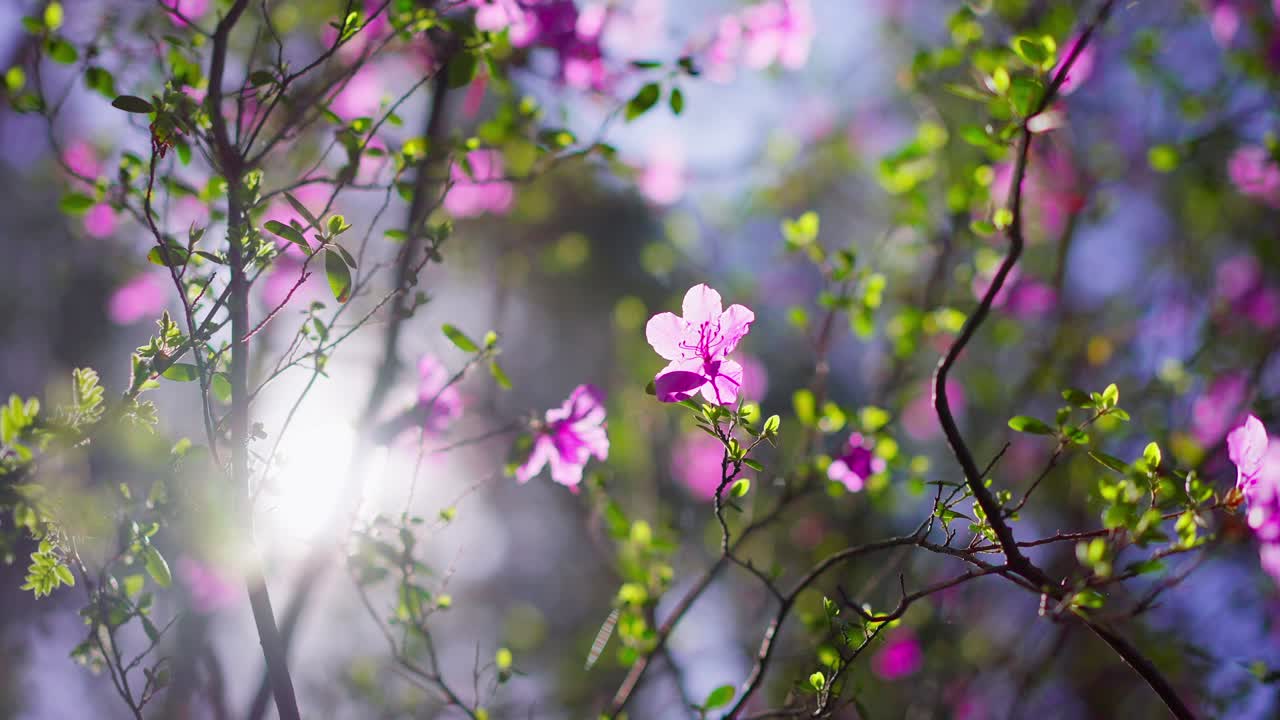 Sunlight filters through pink blossoms on branches. Leaves and flowers glow softly in spring light. Peaceful, serene atmosphere evokes calmness and renewal. Ideal for spring, nature