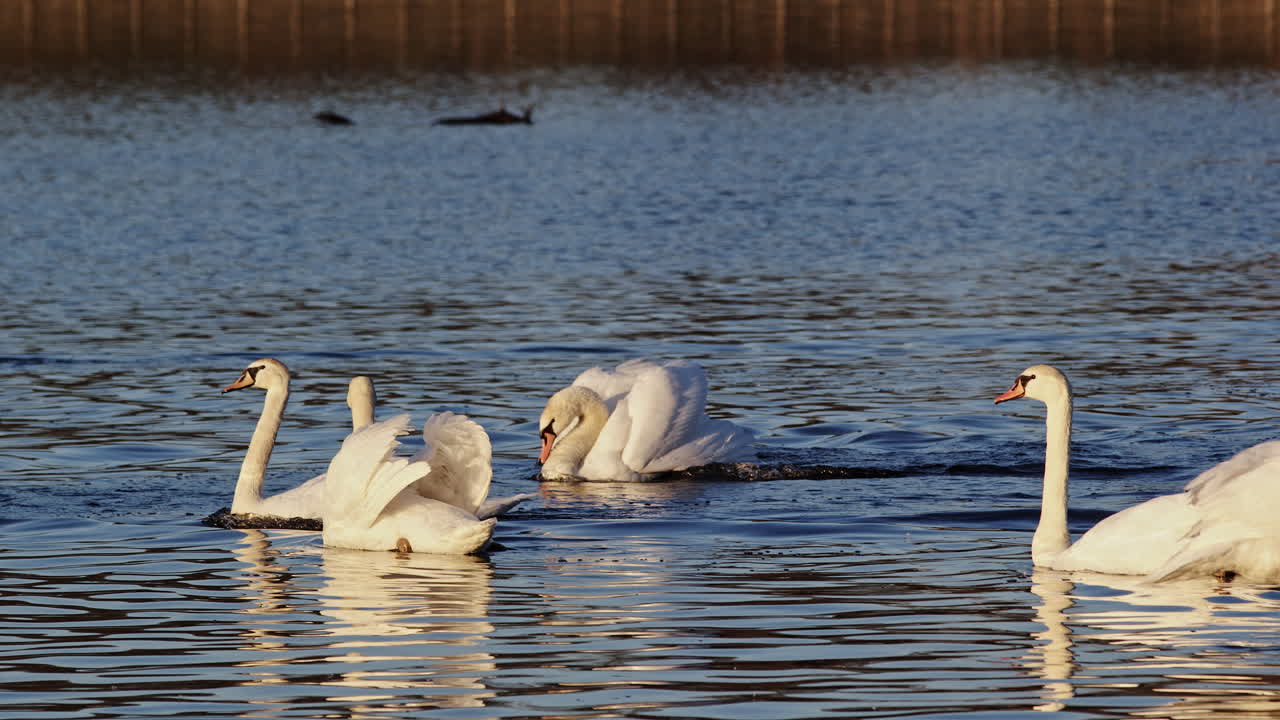 Swans captured in poetic slow motion over tranquil dawn waters