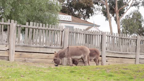 two donkeys grazing near a wooden fence