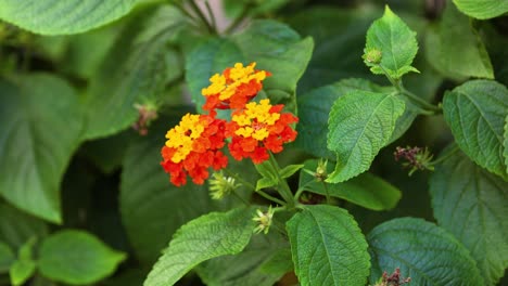 primer plano de flores vibrantes en el verde exuberante
