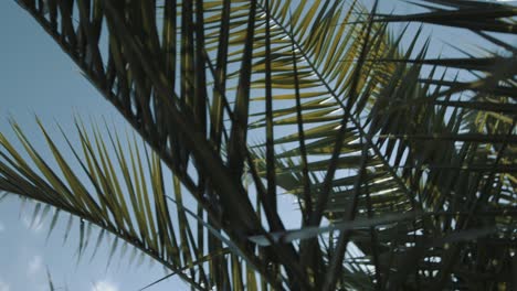 pan shot, of a tropical palm leaf, in slow motion, from below, the sun shines through the palm leaf, that blows in the wind, in the midday sun, in the summer, in the wilhelma, in stuttgart, in germany