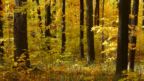 Hermosas-Hojas-Amarillas-Caen-De-Los-árboles-En-Un-Bosque