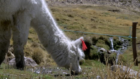 primer plano de una llama peruana doméstica bebiendo agua de un pequeño arroyo de agua