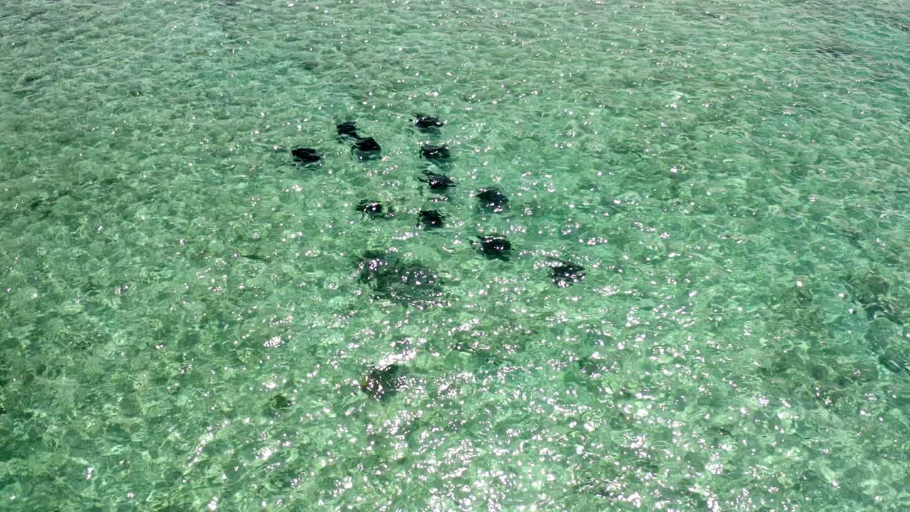 바하마의 맑은 바다에서 헤엄치는 쥐가오리 무리