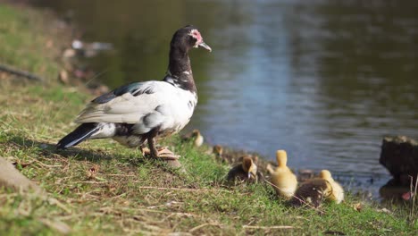 duck with ducklings by side of lake