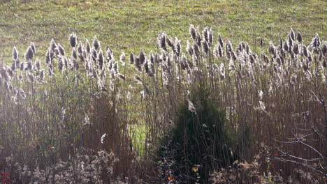 pampas grass  sways in a variable breeze